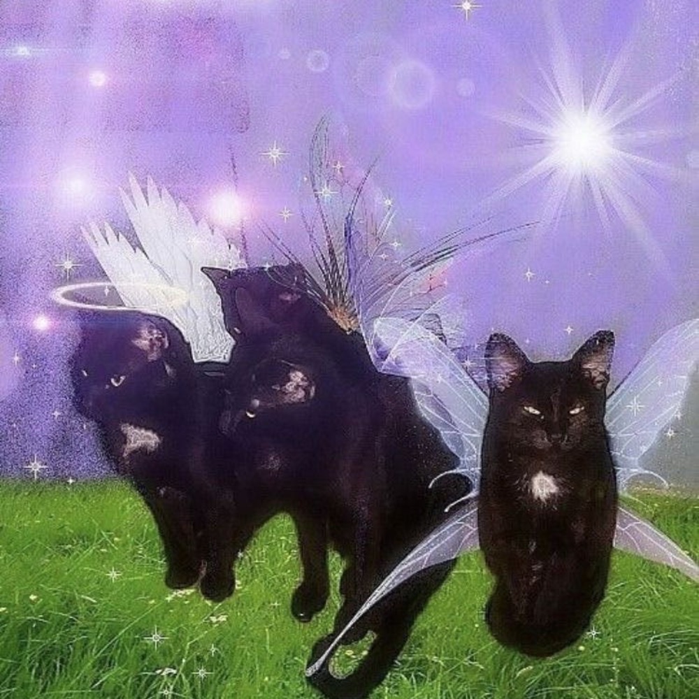 Meet your Posher, Gianna